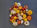 Flori de pai - Helichrysum bracteatum